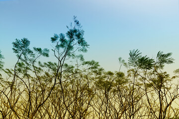 Leafless tree branches of winter season, season specific image of nature. Shot at Kolkata, Calcutta, West Bengal, India