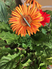 Praying Mantis on Gerbera Flower 2