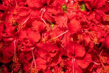 Hibiscus flowers are being sold to devotees in Kalighat market. Image shot at Kalighat, Bengali New year, - obrazy, fototapety, plakaty