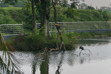 Super cyclone Amphan uprooted trees which fell on a pond. The devastation has made many trees fall. Shot at Howrah, West Bengal, India.