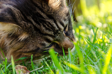 maine coon cat eating grass