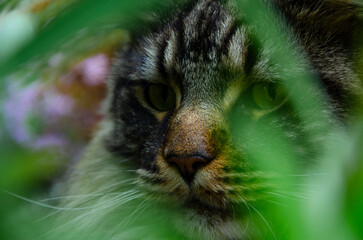 Maine Coon cat hid in the grass