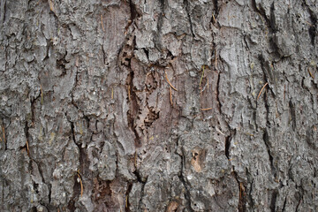 Norway spruce (Picea abies) bark texture