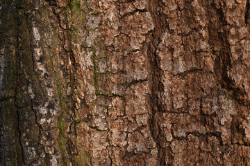Shingle oak (Quercus imbricaria) bark texture