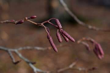 European alder (Alnus glutinosa) male catkins in winter