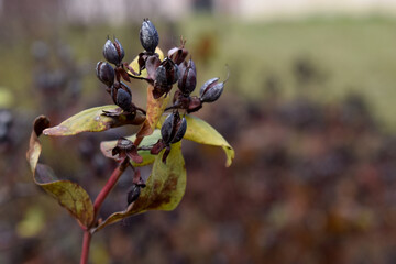 Stinking tutsan (Hypericum hircinum) seed pods
