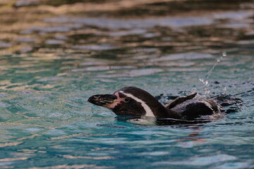 Fototapeta premium ペンギン 