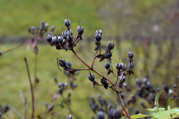 Stinking tutsan (Hypericum hircinum) seed pods
