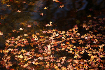 Maple leaves fell and covered the river.