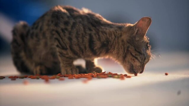 Indian Stray cat having lunch sitting in bright sun light on the house proch