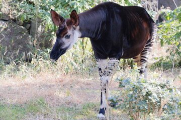 オカピ  © kosumi