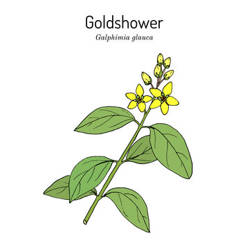 Goldshower galphimia or thryallis glauca , medicinal plant