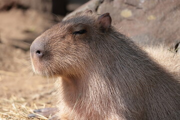 カピバラ