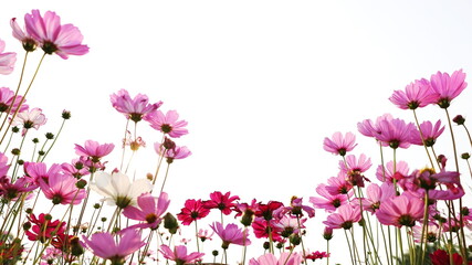 Pink Cosmos flowers isolated on white. Beautiful pink peace flowers blooming in the bottom view. Selective focus