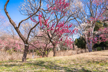 郷土の森梅園に春の訪れ