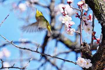 メジロと梅の花