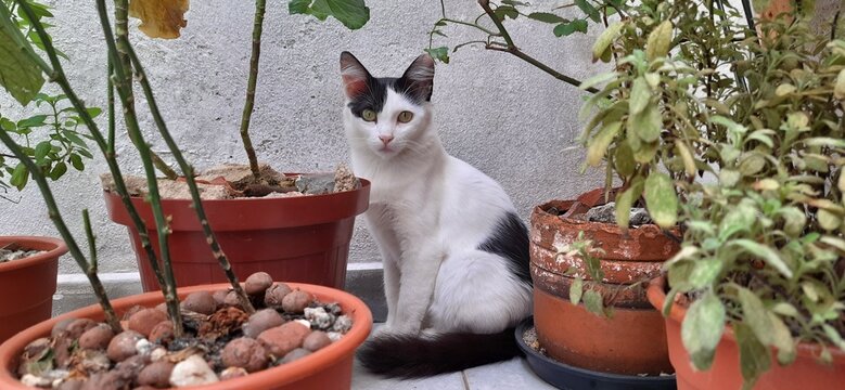 White and black cat hiding behind plants.