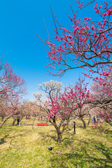 Fototapeta premium 郷土の森梅園に春の訪れ