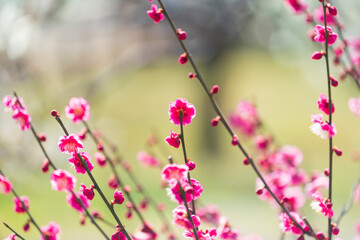 郷土の森梅園に春の訪れ