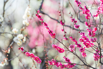 郷土の森梅園に春の訪れ