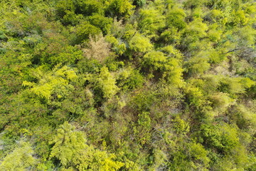 Aerial view of summer field grassland