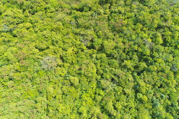Aerial view of summer field grassland