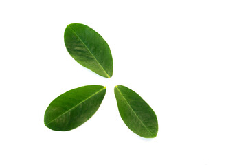 Peanut leaves isolated on white background.