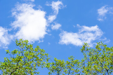 Obraz premium 爽やかな新緑と青空