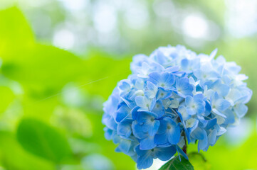 公園の青い紫陽花