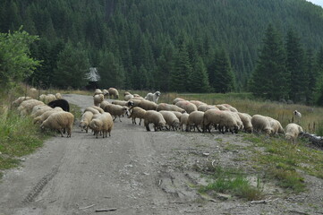 Fototapeta premium A herd of sheep grazing in pastures in Romania. Mountainous pastures with green grass. Driving the herd into the valley to milk and shear wool.