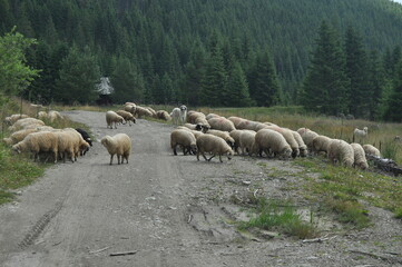 A herd of sheep grazing in pastures in Romania. Mountainous pastures with green grass. Driving the herd into the valley to milk and shear wool.