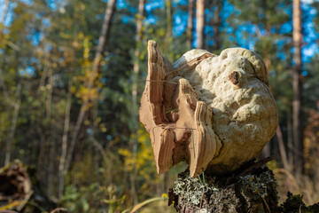 Birch chaga on a stump. Dried mushroom grown on a tree in the forest.
It is used as an antitumor and antigastric agent. For the treatment of cardiovascular and oncological diseases, diabetes. Soft foc
