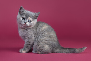 Obraz premium British tortoiseshell kitten on a pink background.