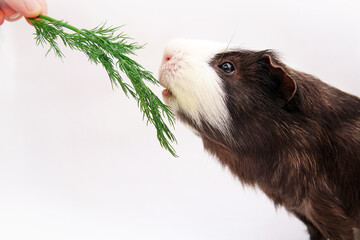 A guinea pig eats dill. Isolated