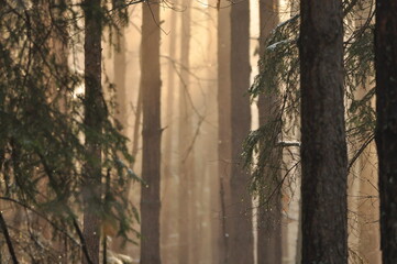 Fototapeta premium Dawn in the woods. Rays of the sun piercing the branches. Deep shadows and early spring fog in the forest. Drops dripping from spruce resin coll.