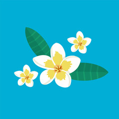 VECTORS. Nicaragua's national flower, also known as May flower, Plumeria or Sacuanjoche, flower with white petals and yellow center
