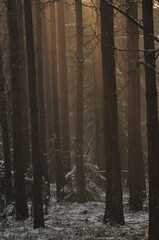 Dawn in the woods. Rays of the sun piercing the branches. Deep shadows and early spring fog in the forest. Drops dripping from spruce resin coll.
