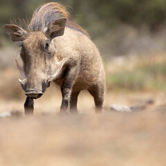 Naklejka na ściany i meble The Common Warthog (phacochoerus africanus) is a wild member of the pig family found in grassland, savanna, and woodland in sub-Saharan Africa. 