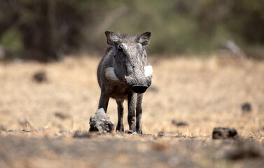 The Common Warthog (phacochoerus africanus) is a wild member of the pig family found in grassland, savanna, and woodland in sub-Saharan Africa.	