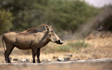 Fototapeta premium The Common Warthog (phacochoerus africanus) is a wild member of the pig family found in grassland, savanna, and woodland in sub-Saharan Africa. 
