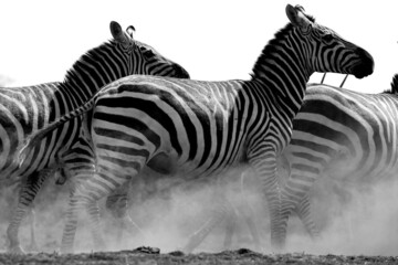 A heard of Zebra (Equus quagga) fighting near a waterhole. Kenya.