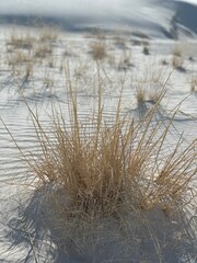 grass in the snow