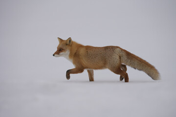 雪原と野生のキタキツネ