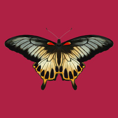 Colored butterfly. Beautiful insect - Vector illustration