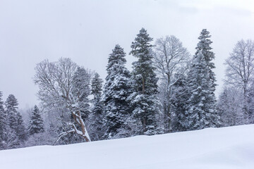 Winter snow-covered forest in the mountains, majestic slopes in snow captivity.+