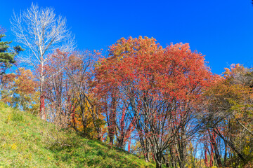 北海道壮瞥町、青空に映える壮瞥公園の紅葉【10月】