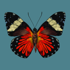 Colored butterfly. Beautiful insect - Vector illustration