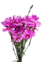 perennial carnation flower isolated
