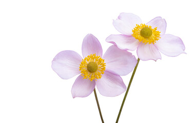 anemone flower isolated