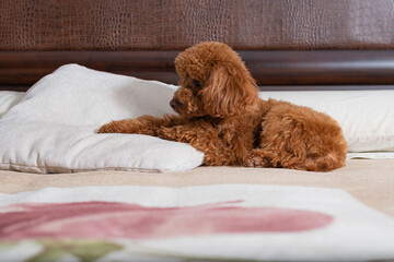 puppy sleeping on a bed. Toy poodle in the bed